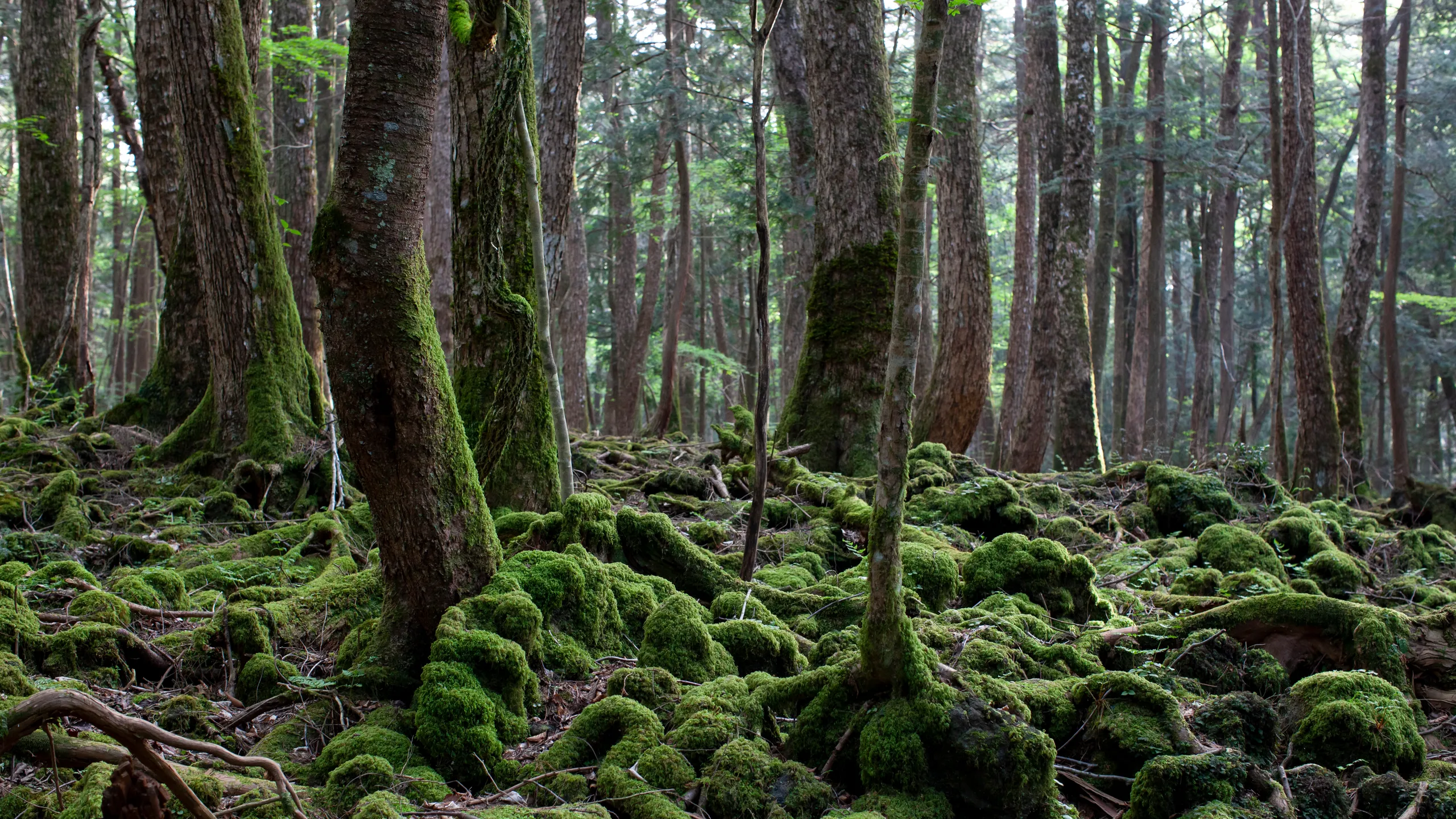 Suicide Forest The Suicide Forest – Aokigahara, Japan